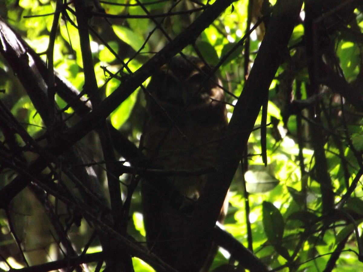 Tawny-browed Owl - ML425200181