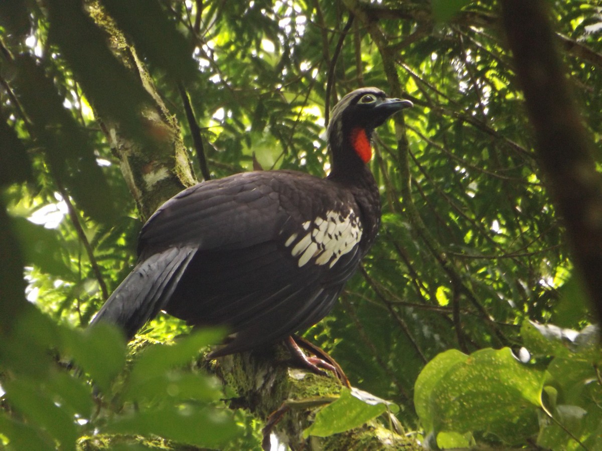 Black-fronted Piping-Guan - ML425200871