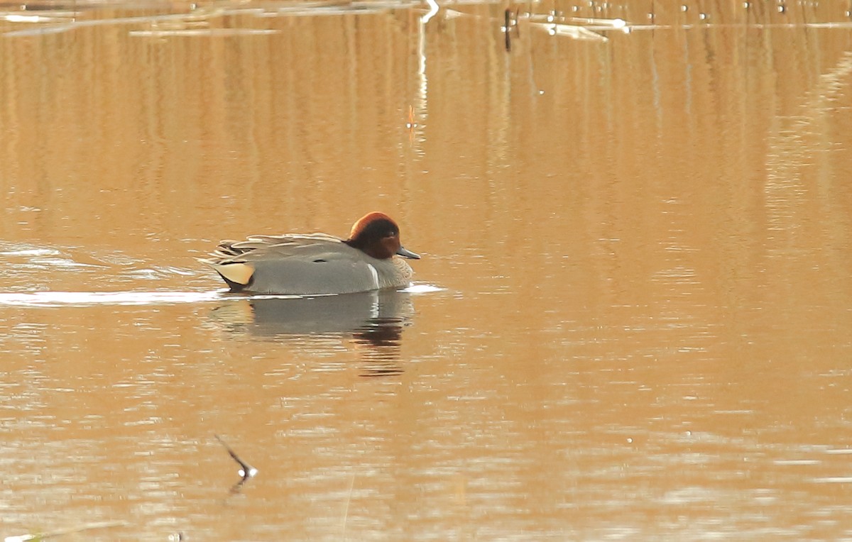 Green-winged Teal (American) - ML425201031