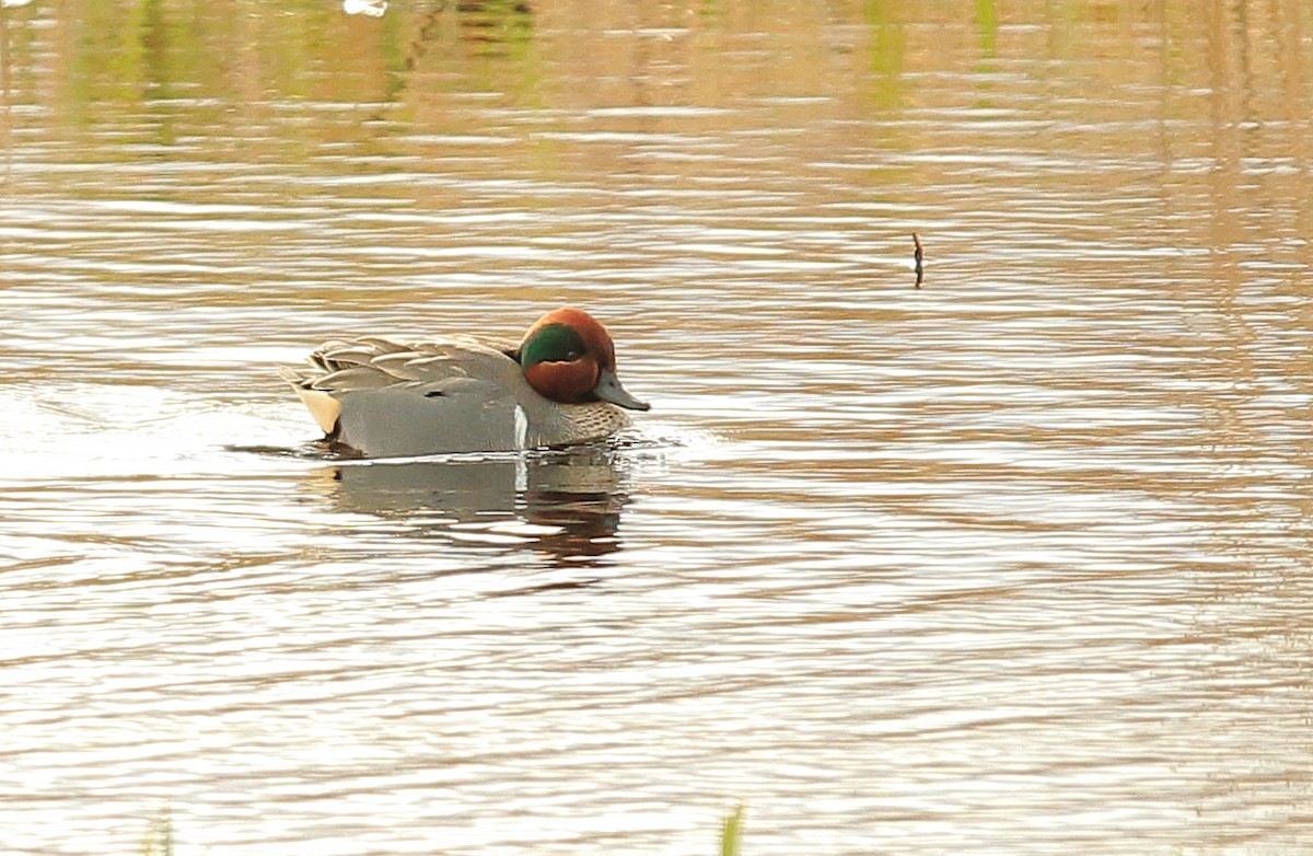 Green-winged Teal (American) - Paul (Mac) Smith   🦅