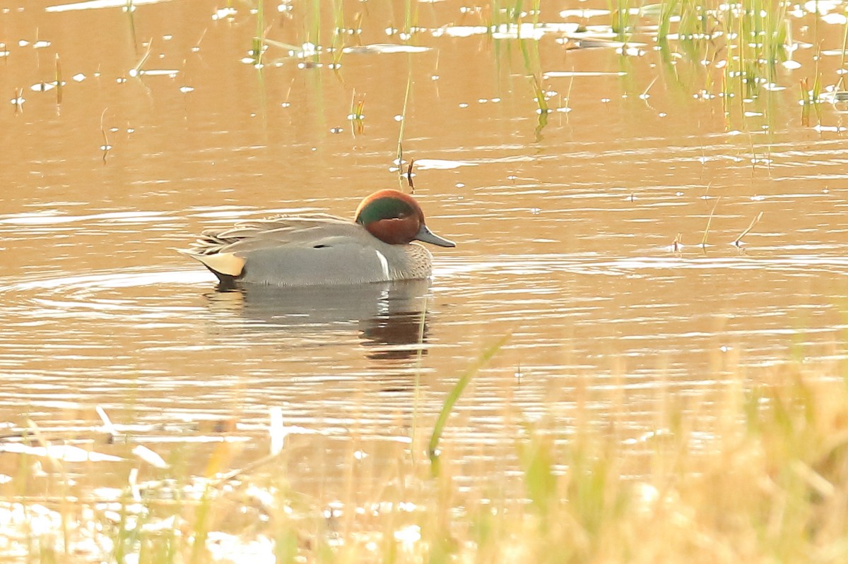 Green-winged Teal (American) - ML425201081