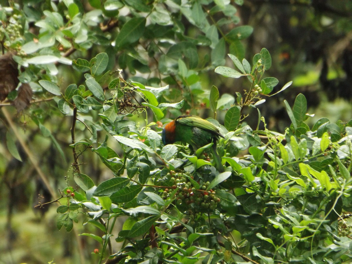 Red-necked Tanager - ML425201351