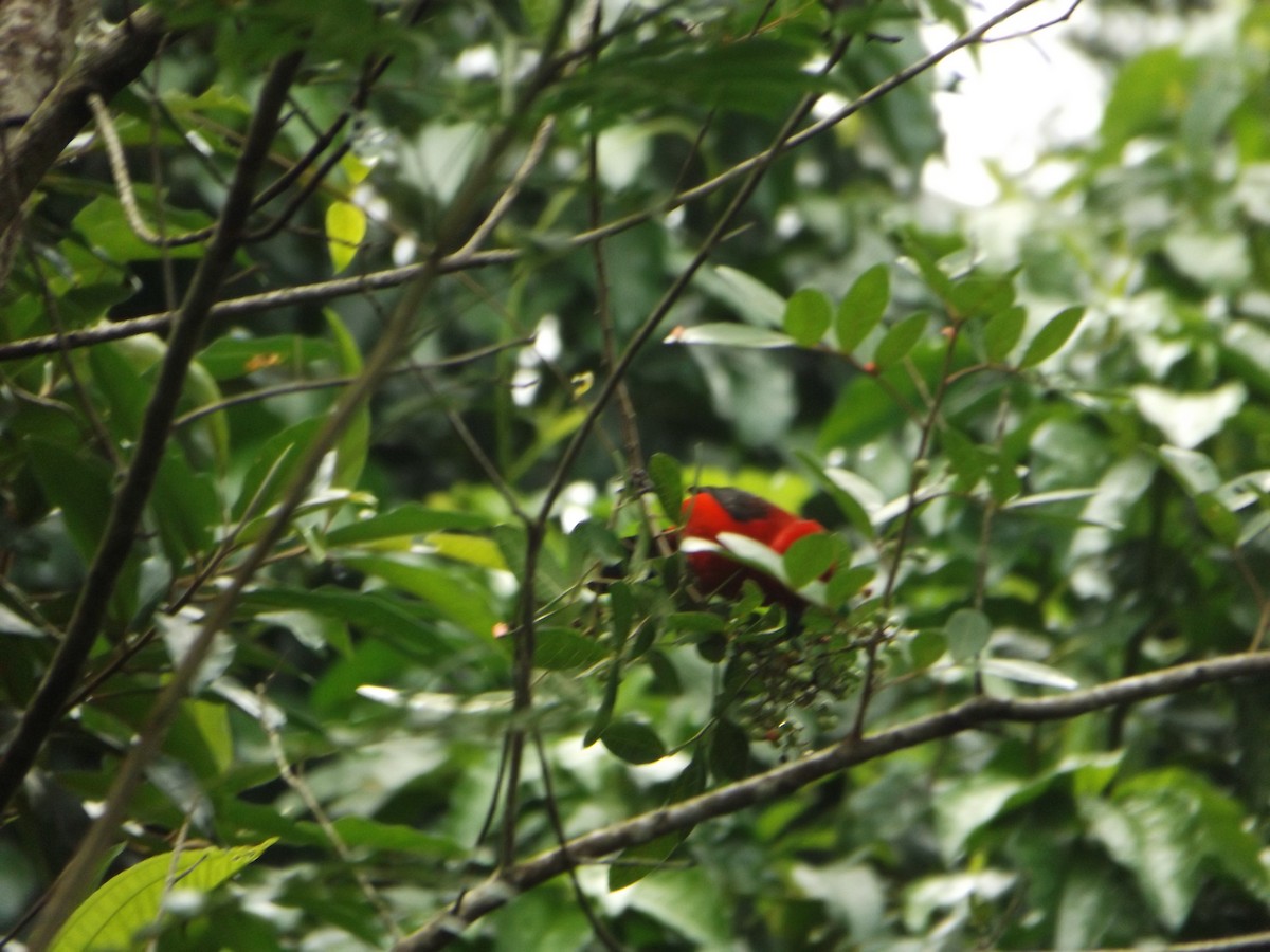 Brazilian Tanager - ML425201571