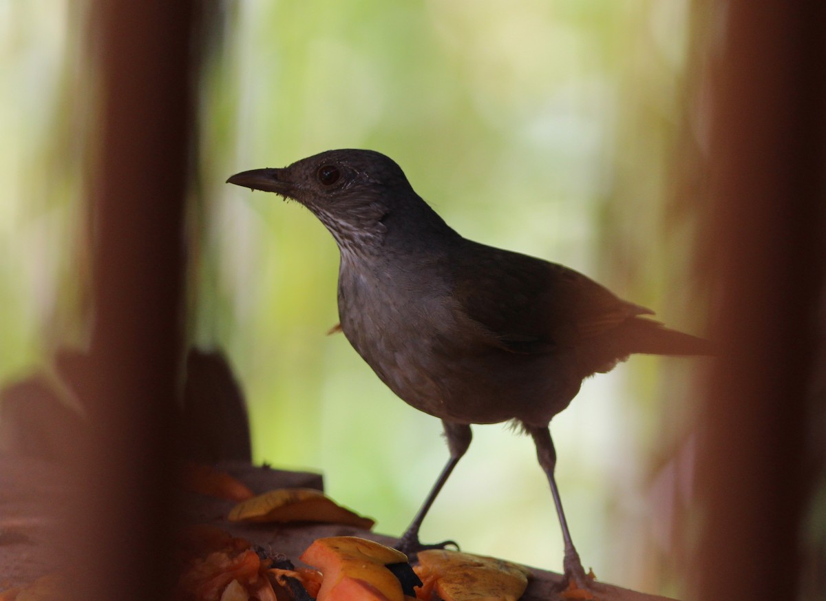 Pale-breasted Thrush - ML425202341