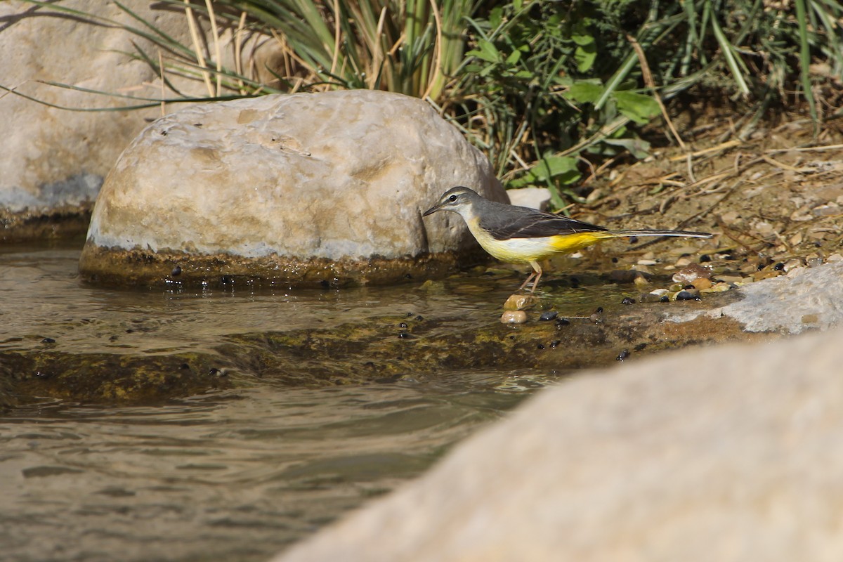 Gray Wagtail - ML425204301