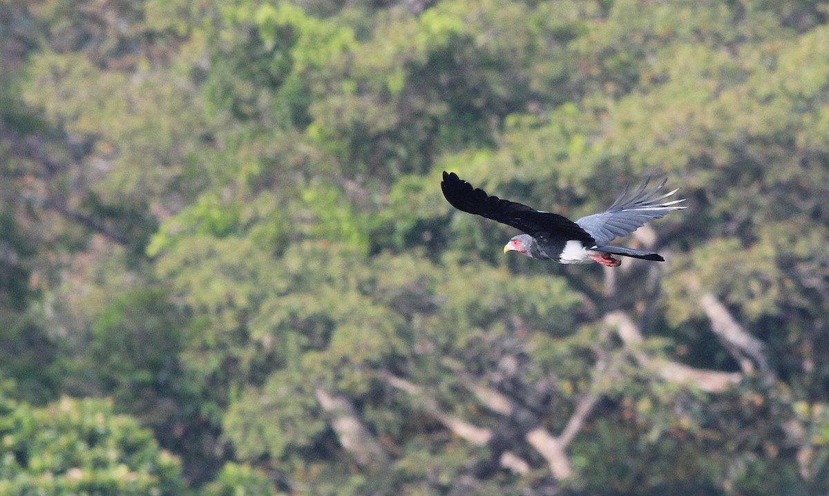 Caracara Gorjirrojo - ML42520431