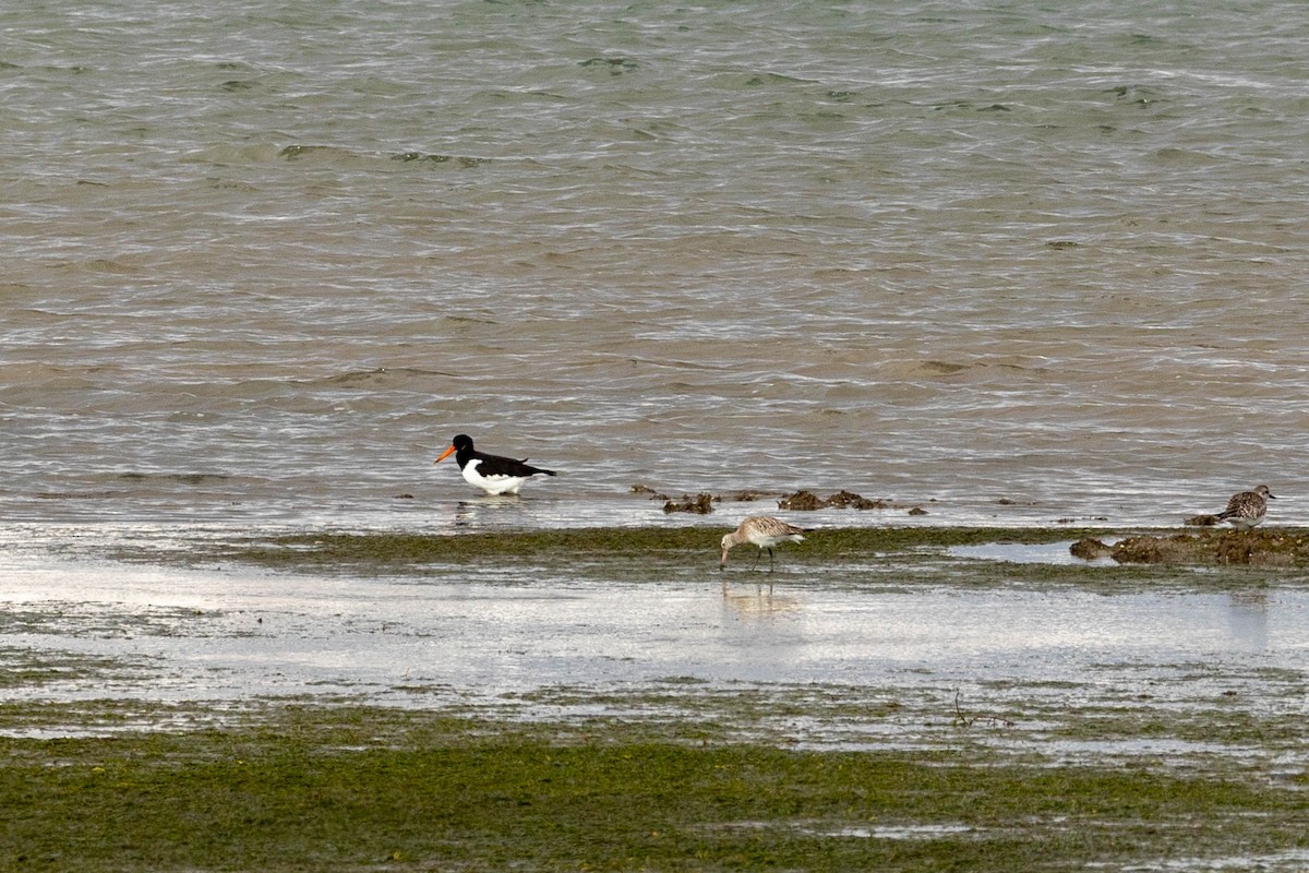 Bar-tailed Godwit - Mário Trindade