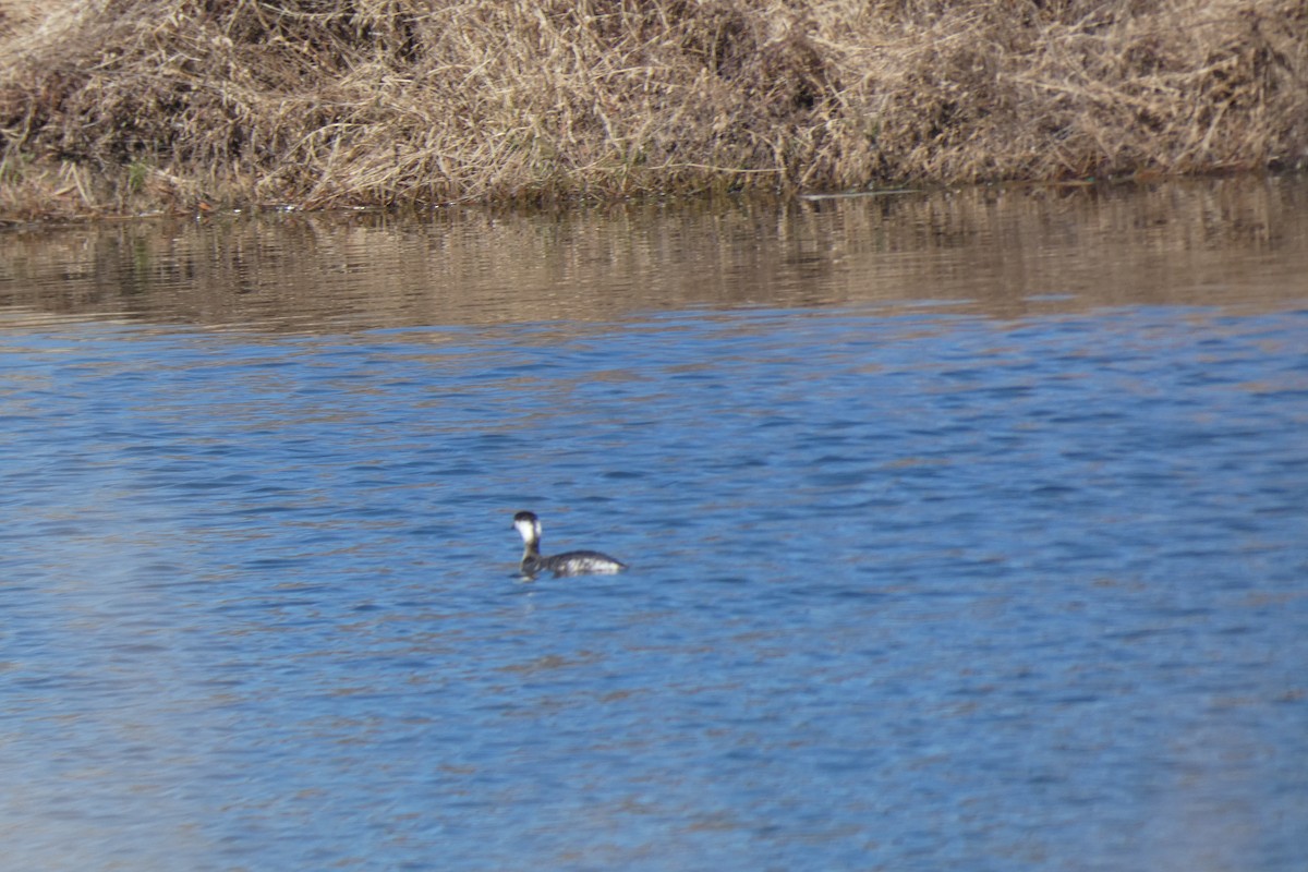 Horned Grebe - ML425205691