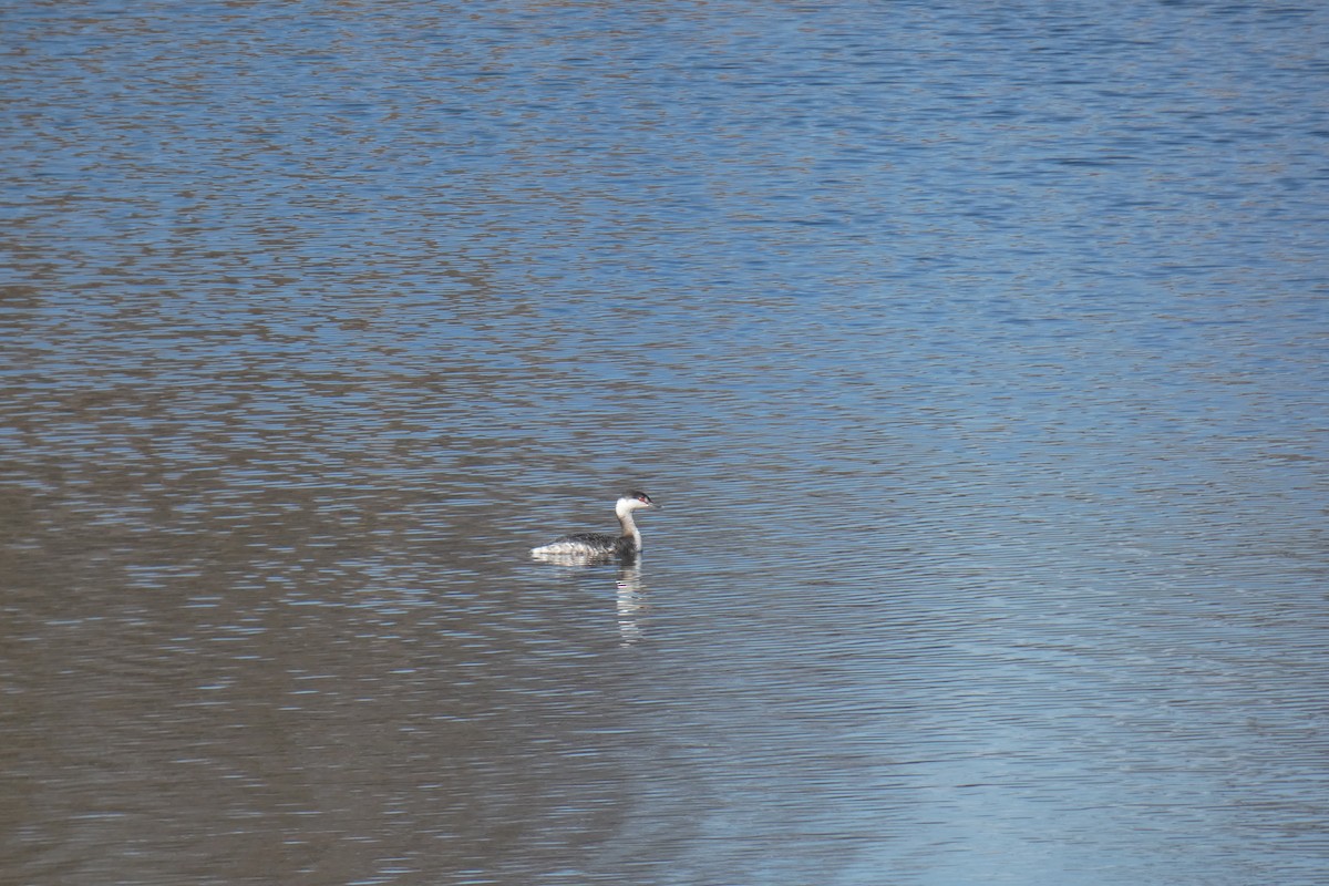 Horned Grebe - ML425205701