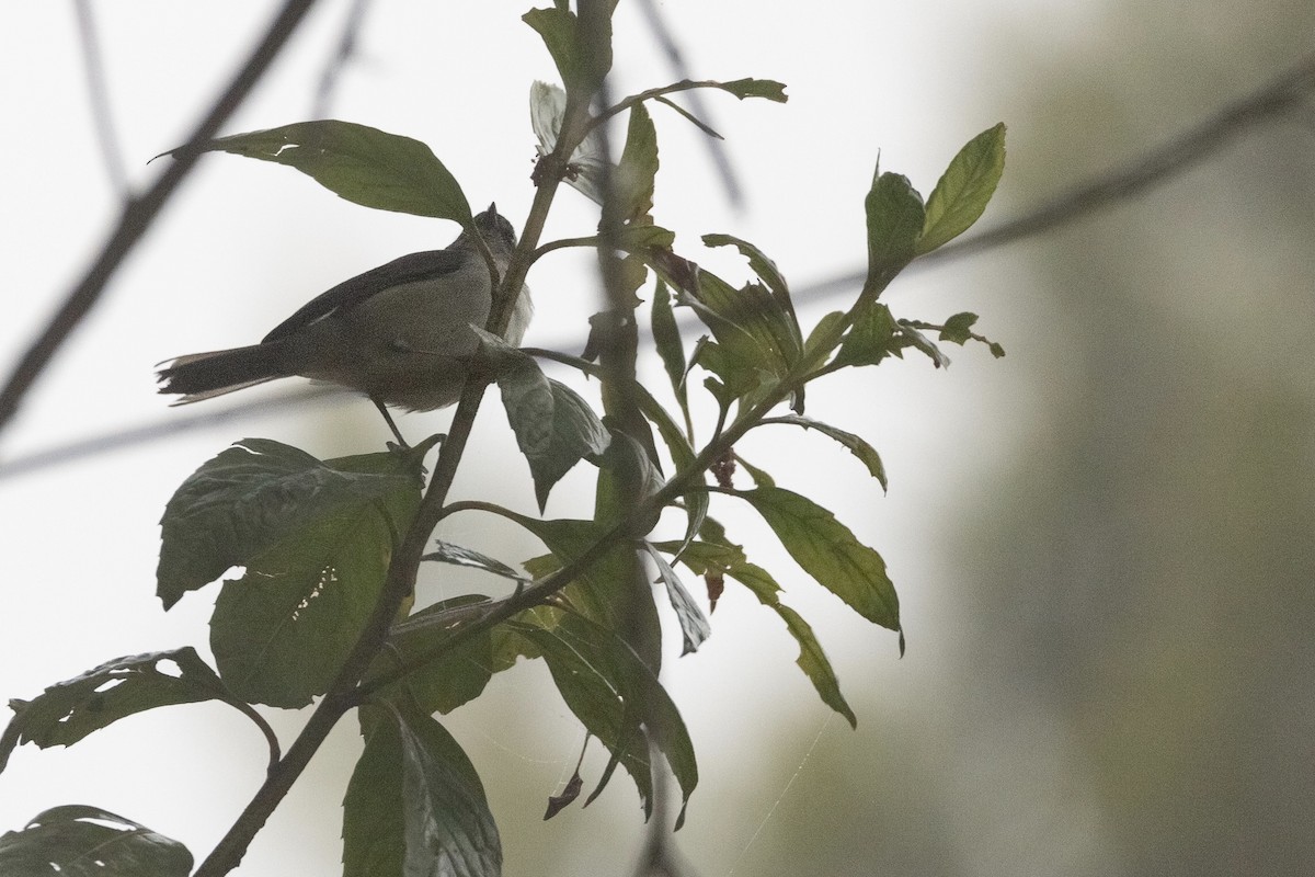 Superciliaried Hemispingus (White-bellied) - Oscar Wainwright