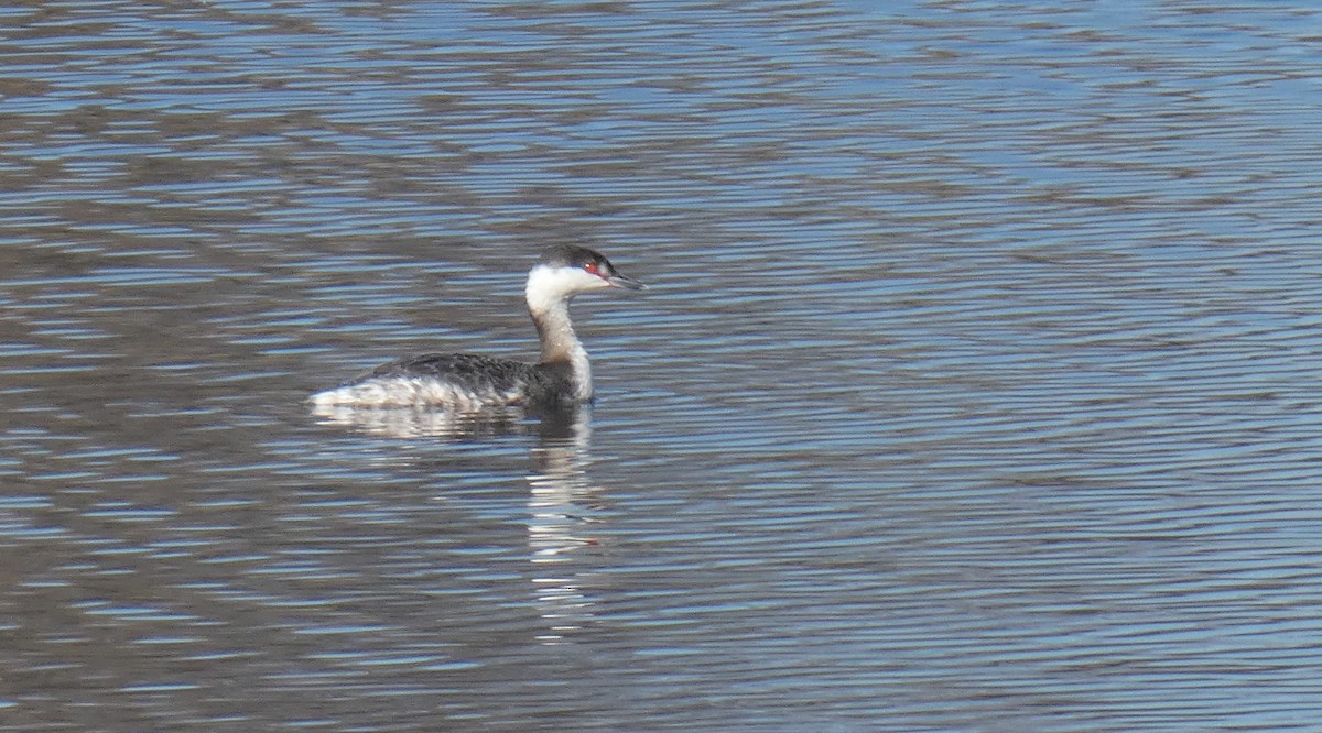 Horned Grebe - ML425205951