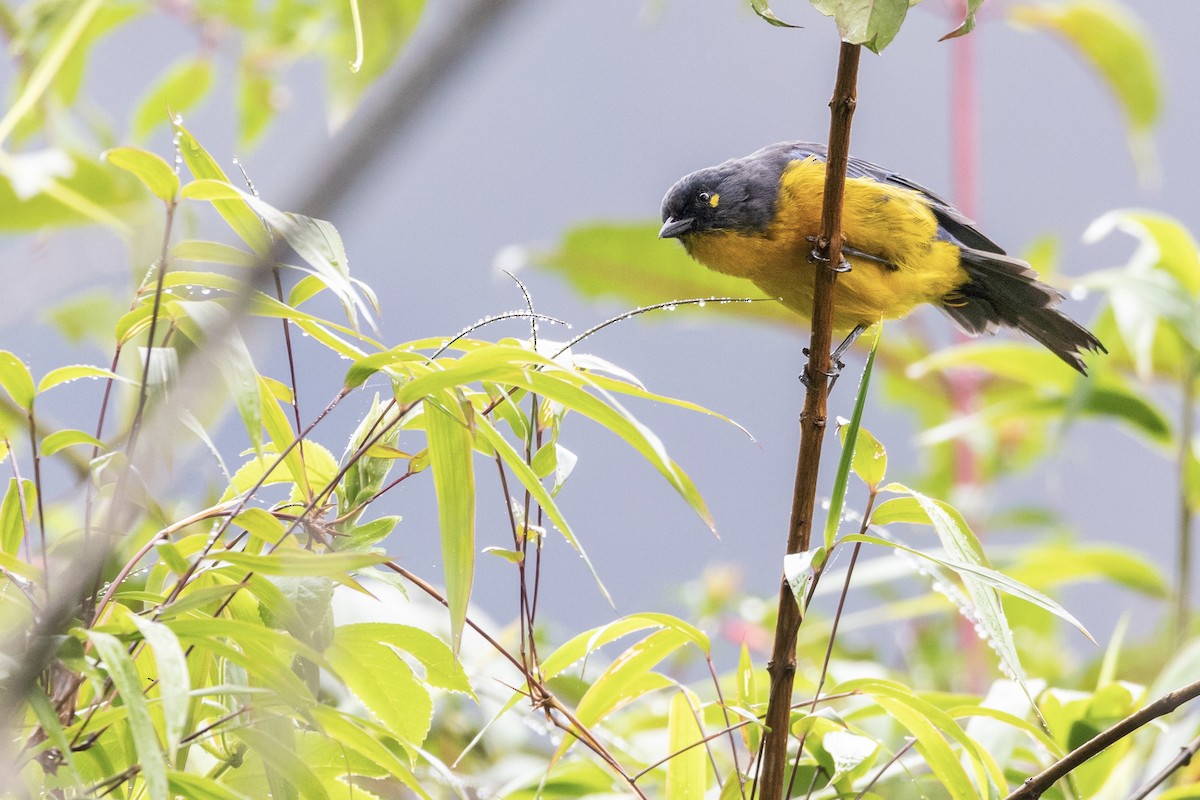 Lacrimose Mountain Tanager - Oscar Wainwright