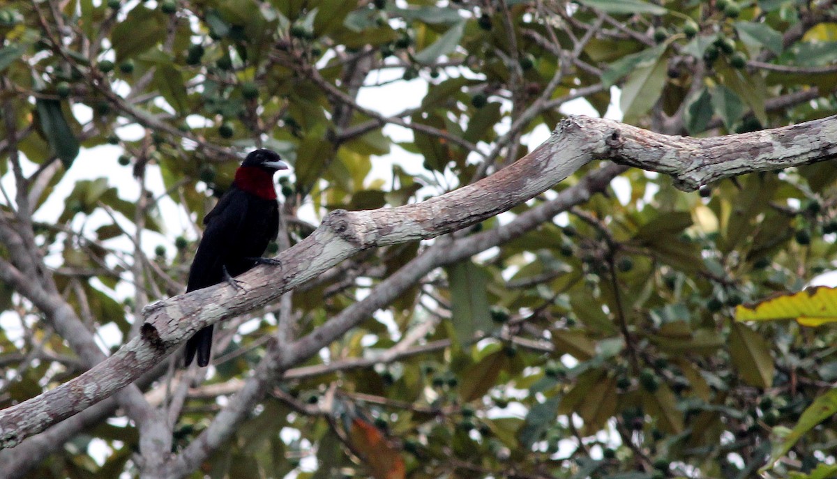 Purple-throated Fruitcrow - ML42520661