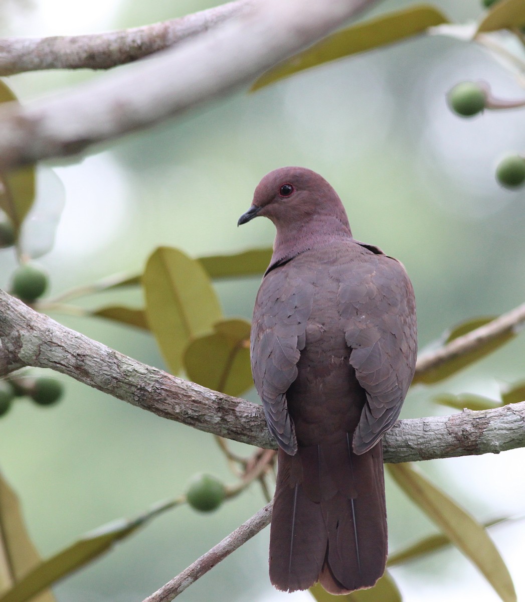 Ruddy Pigeon - ML42520691