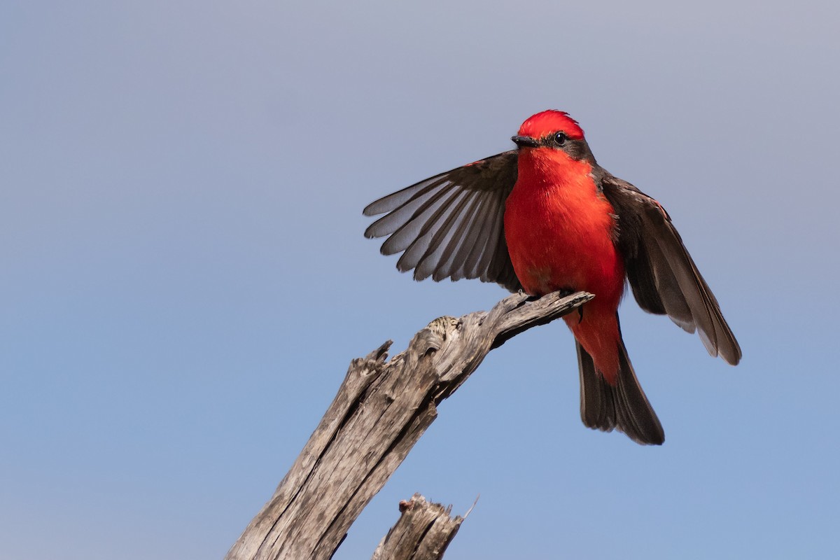 Vermilion Flycatcher - ML425207431