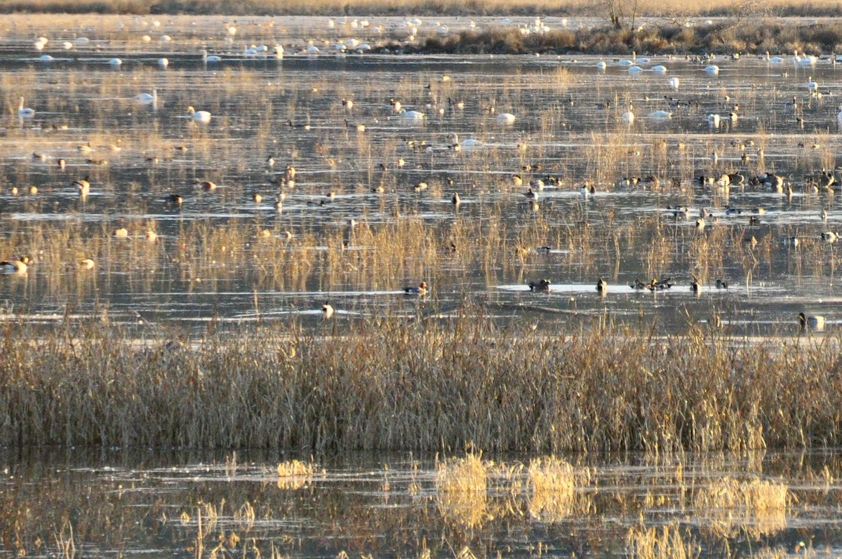 Eurasian Wigeon - ML425207641