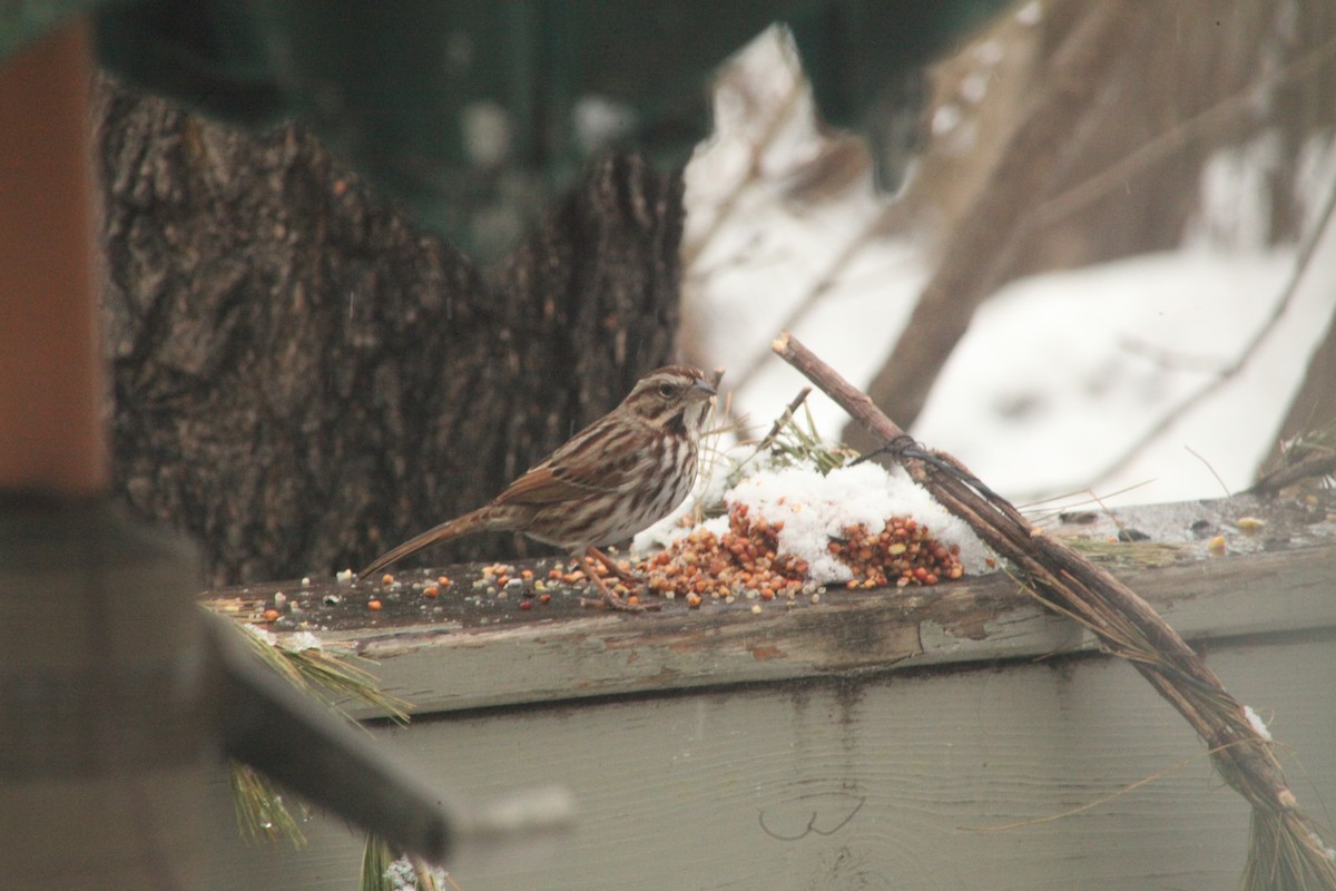 Song Sparrow - ML425208361