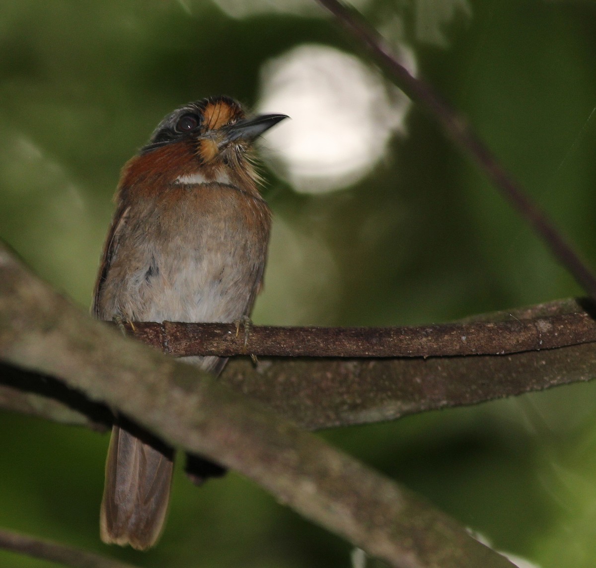 Rufous-necked Puffbird - ML42520841