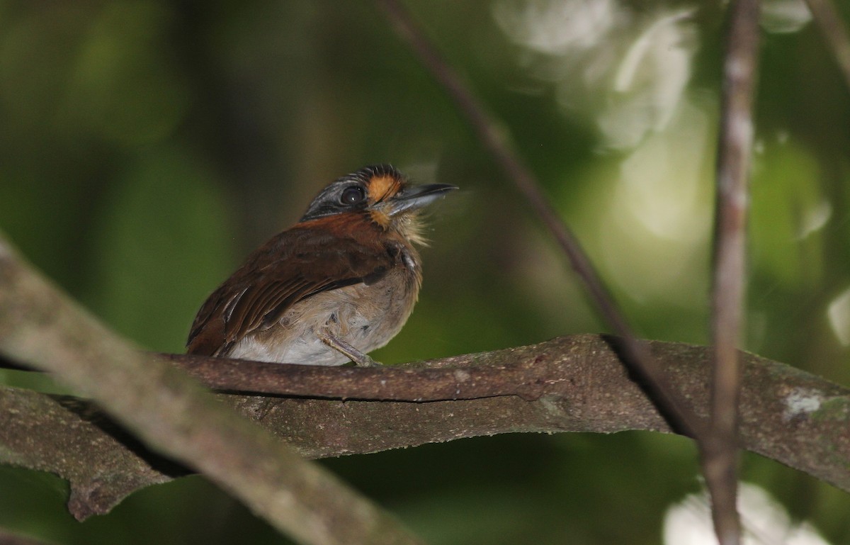 Rufous-necked Puffbird - ML42520881