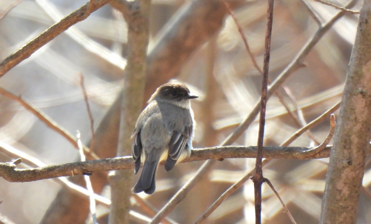 Eastern Phoebe - ML425208911