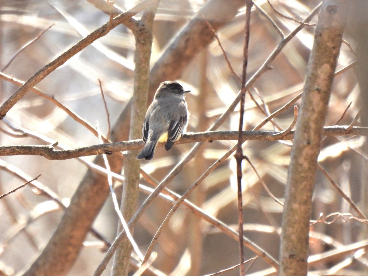 Eastern Phoebe - ML425208931