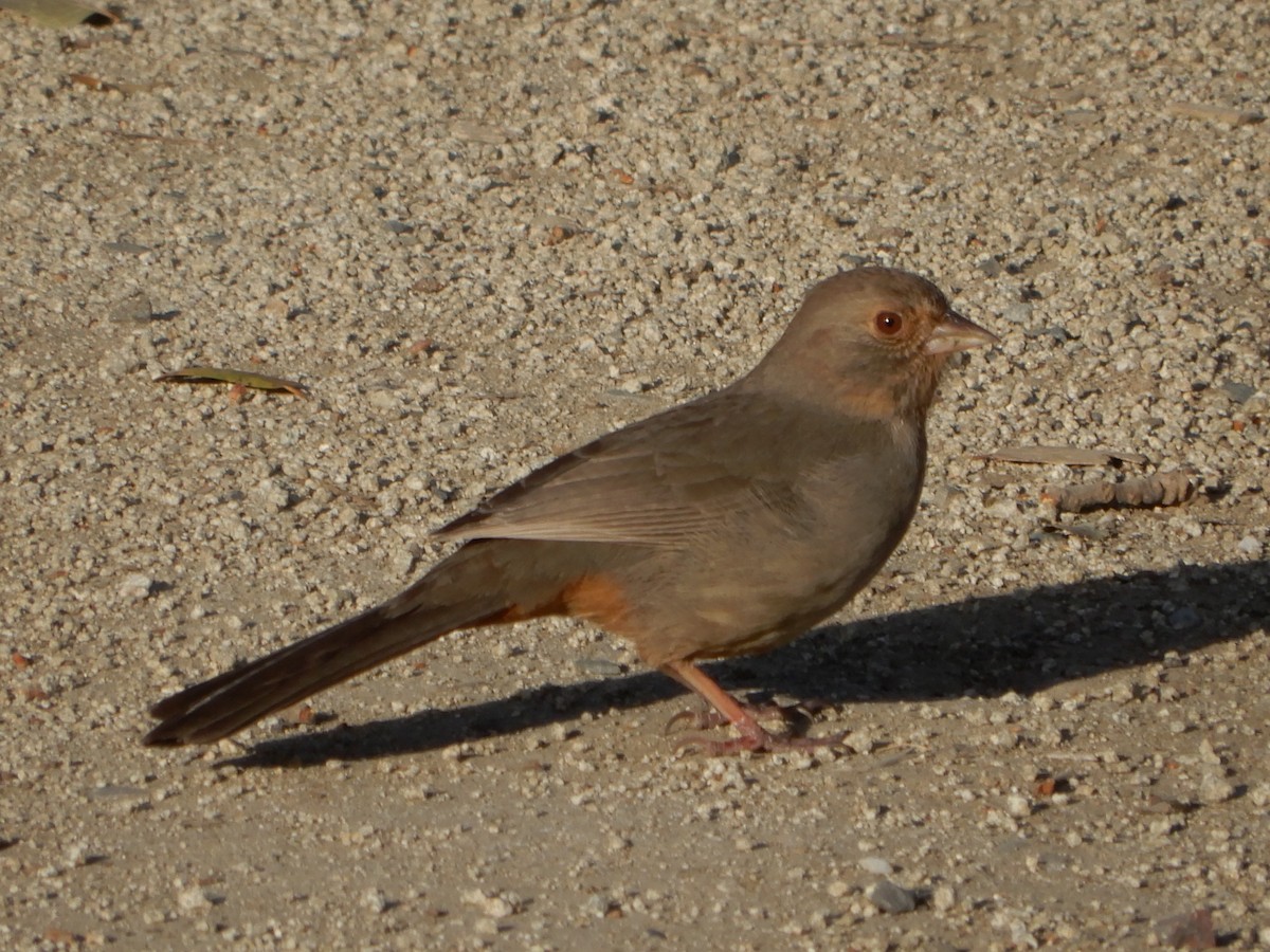 California Towhee - ML425213871