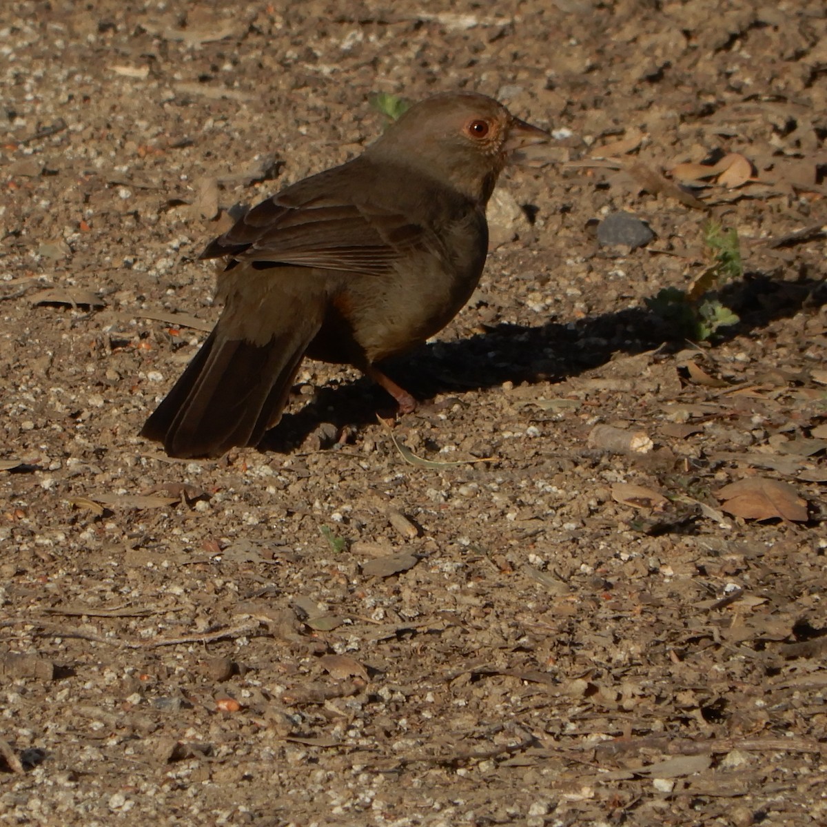 California Towhee - ML425213921