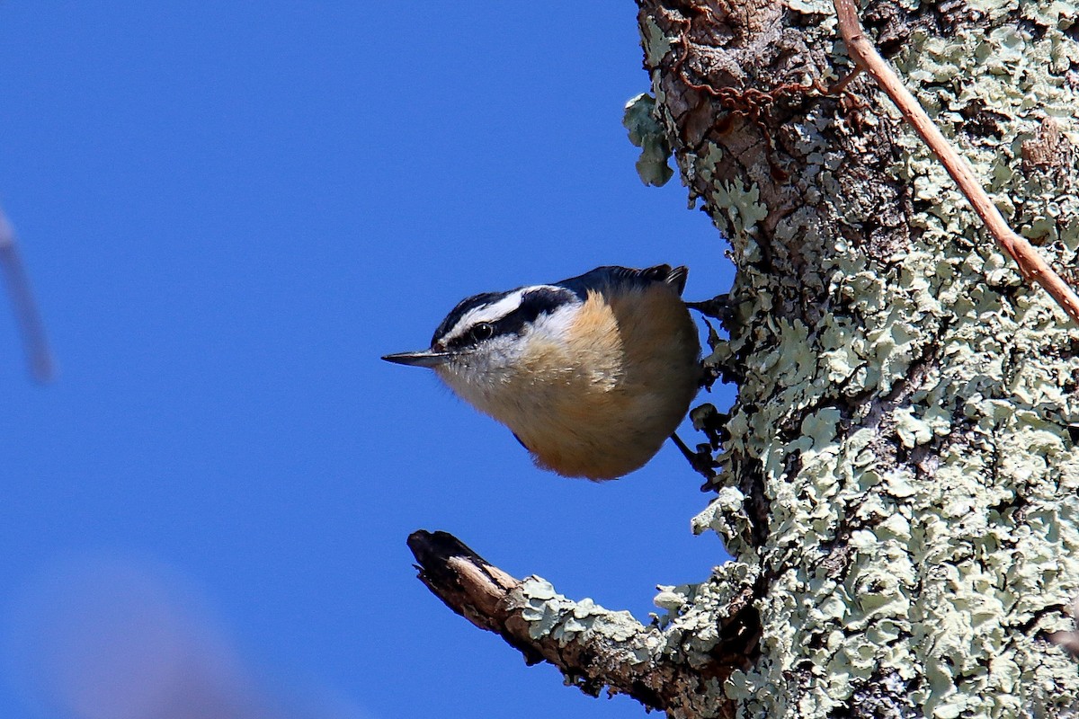 Red-breasted Nuthatch - ML425215901