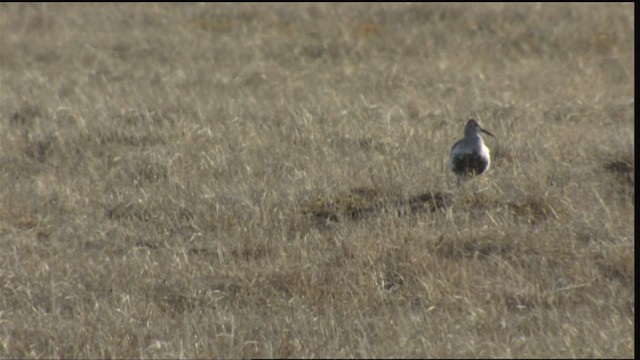 Dunlin - ML425216