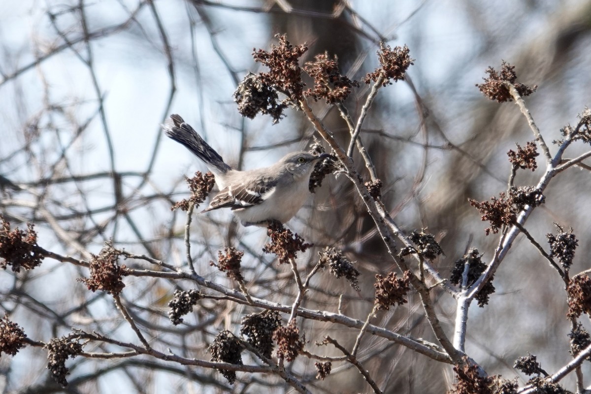 Northern Mockingbird - ML425216721