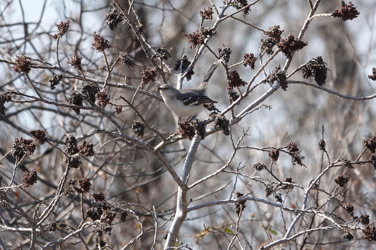 Northern Mockingbird - ML425217021