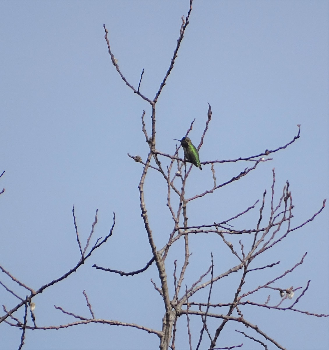 Anna's Hummingbird - Diane Yorgason-Quinn