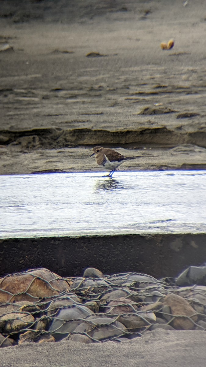 Rufous-chested Dotterel - Michael Murphy