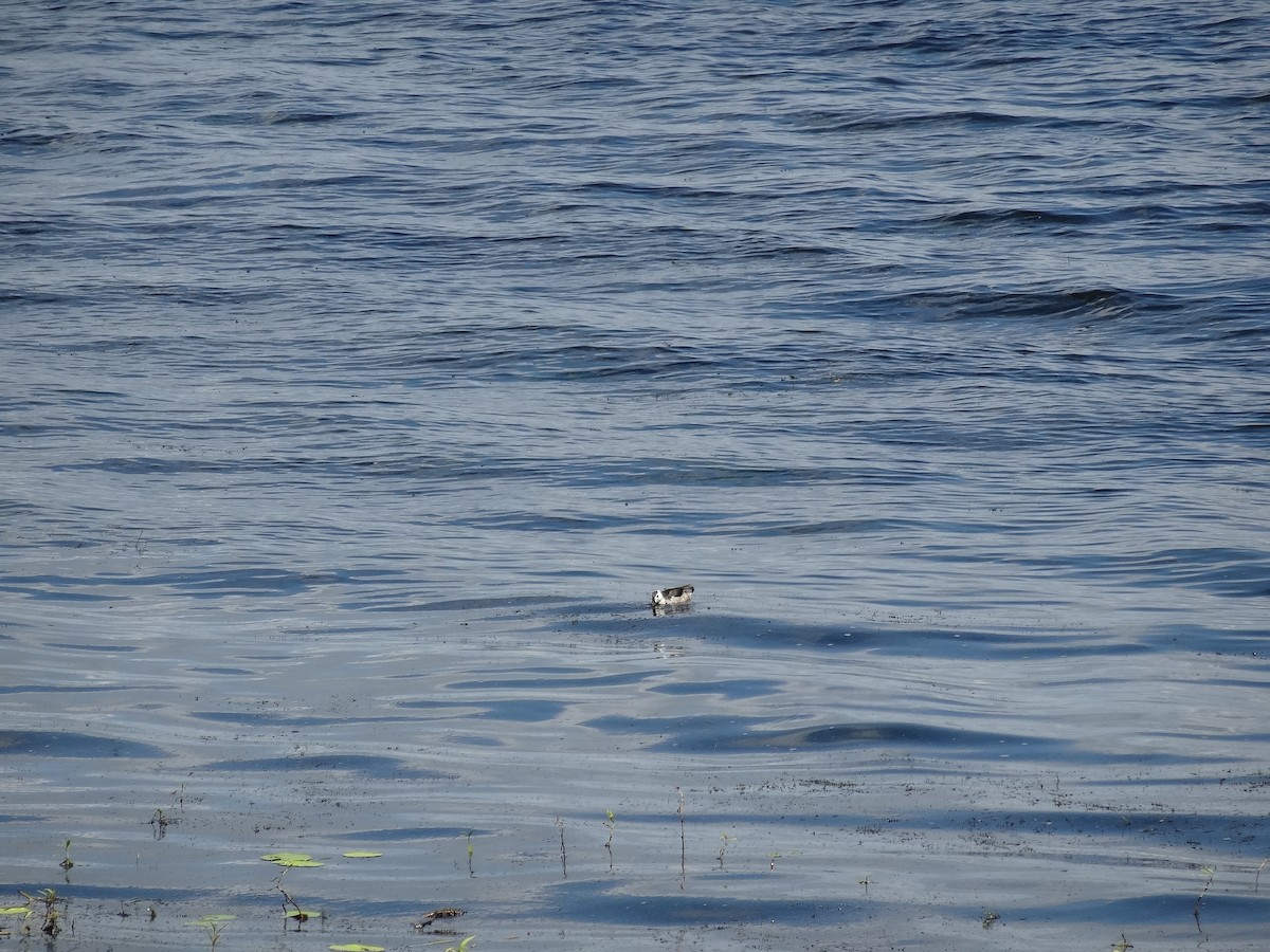 Cotton Pygmy-Goose - Mike Youdale