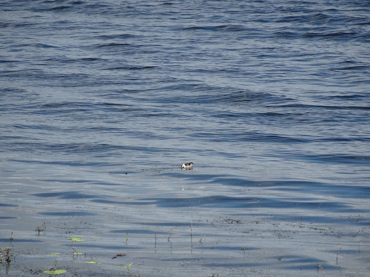 Cotton Pygmy-Goose - ML425220791