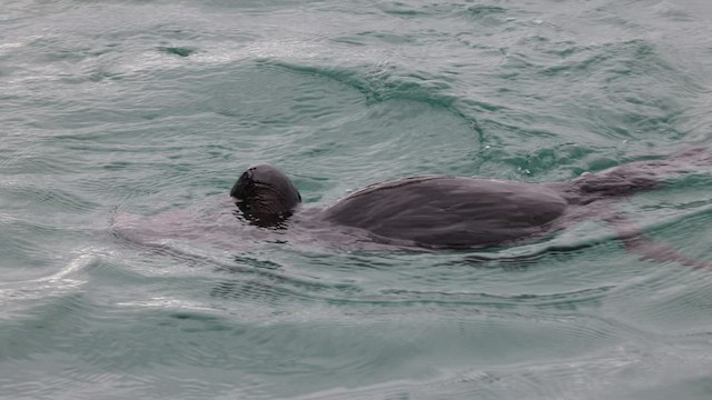 Flightless Cormorant - ML425221571