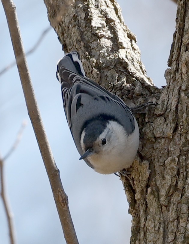 White-breasted Nuthatch - ML425221831
