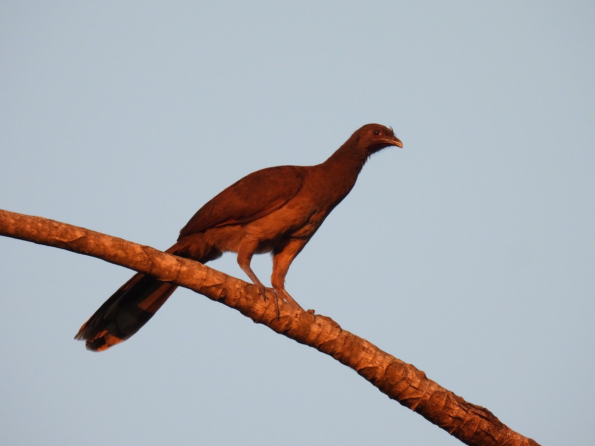 Gray-headed Chachalaca - ML425224071