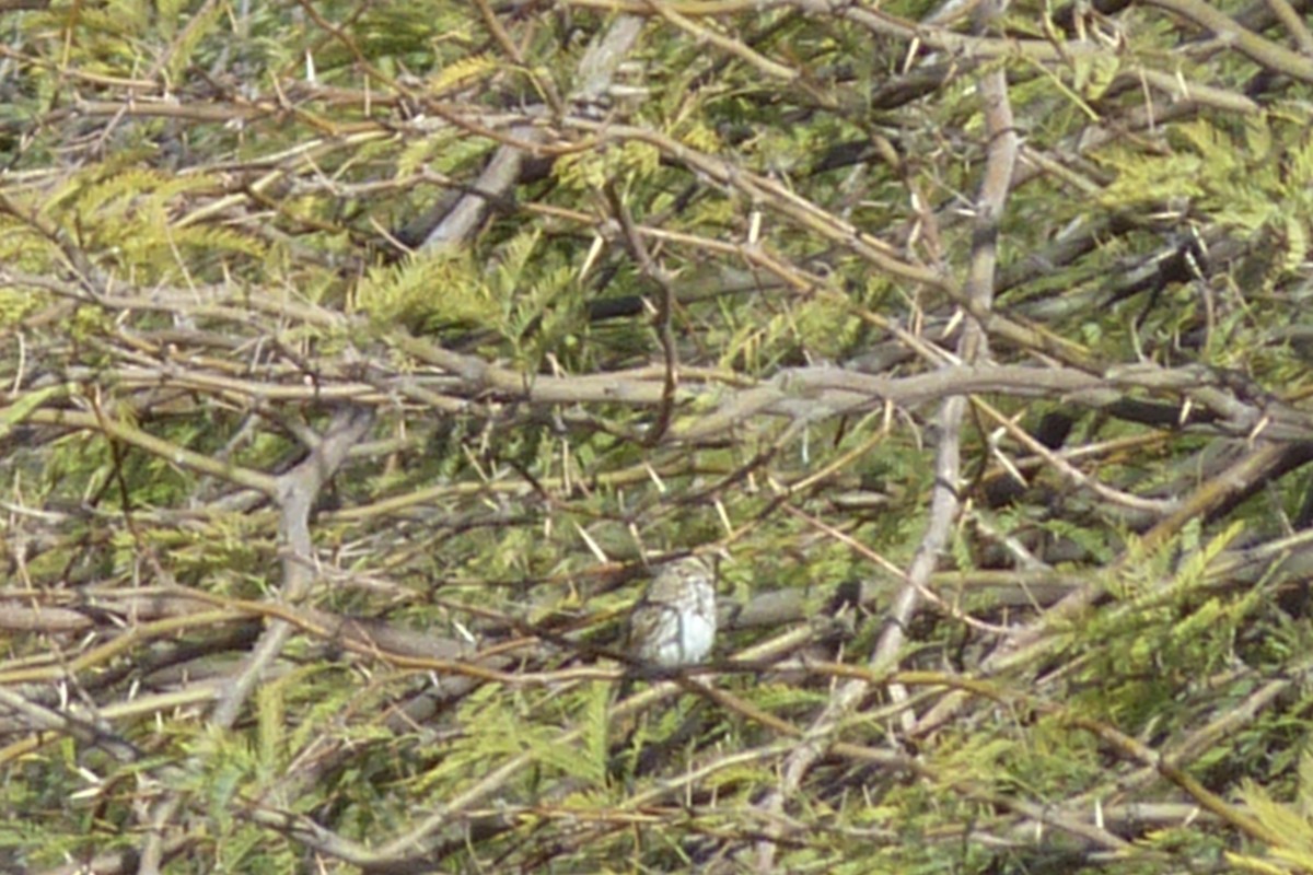 Savannah Sparrow - ML425224901