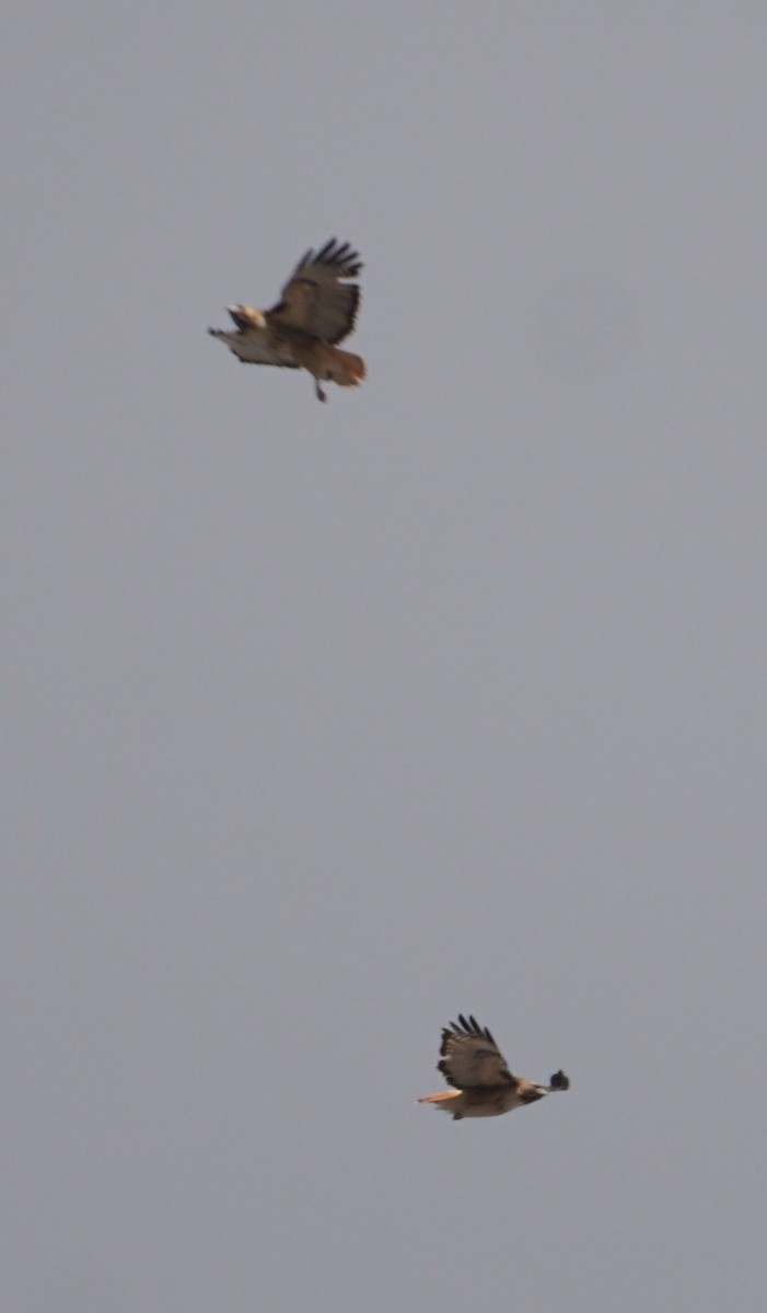 Red-tailed Hawk - ML425226131