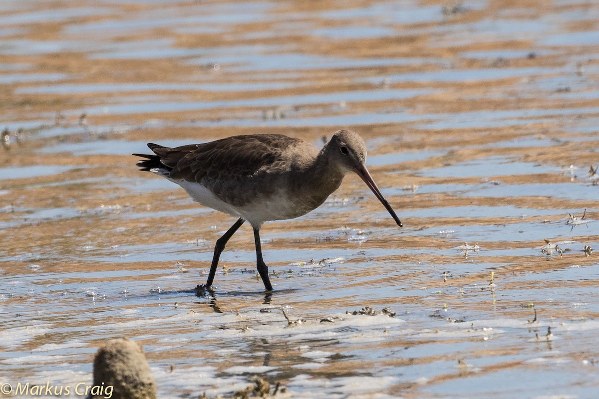 Black-tailed Godwit (limosa) - Markus Craig