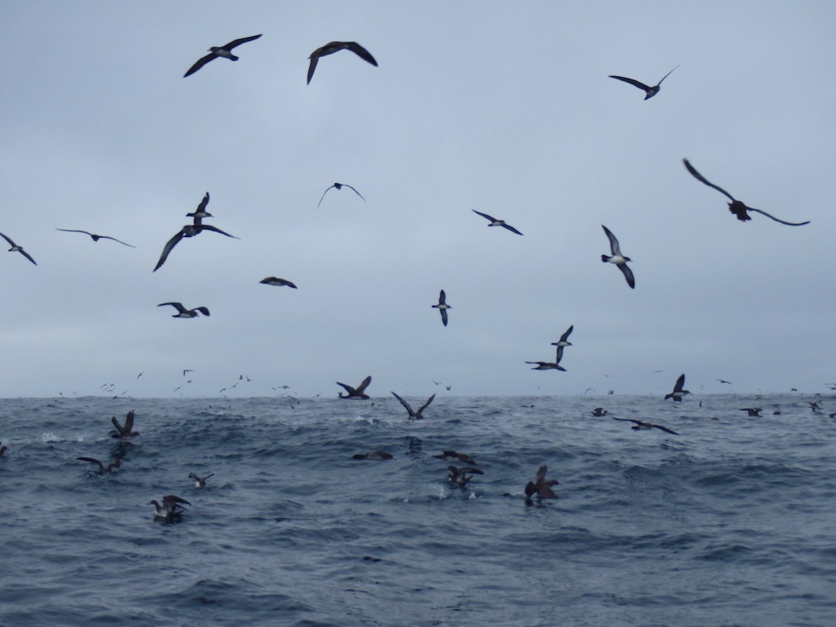 Pink-footed Shearwater - ML425227691