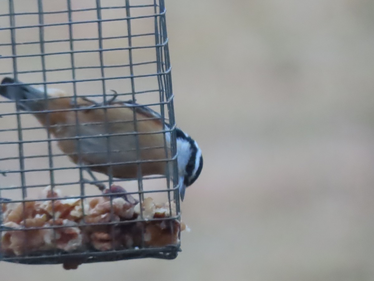 Red-breasted Nuthatch - ML425229781