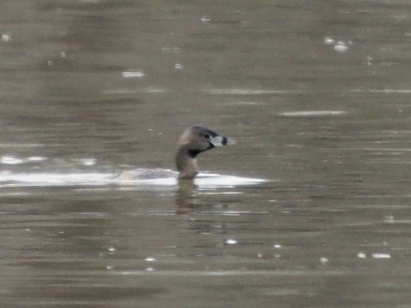 Pied-billed Grebe - ML425230481