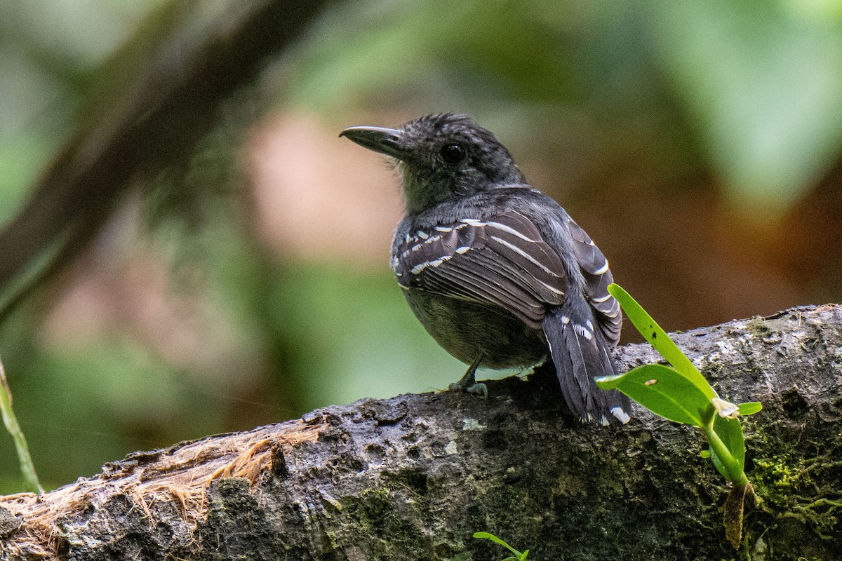 Black-crowned Antshrike - Bob Hasenick