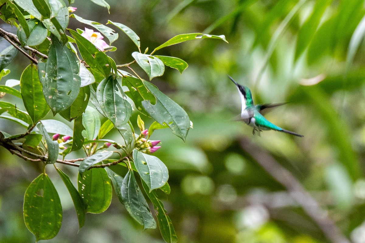 Purple-crowned Fairy - ML425232981