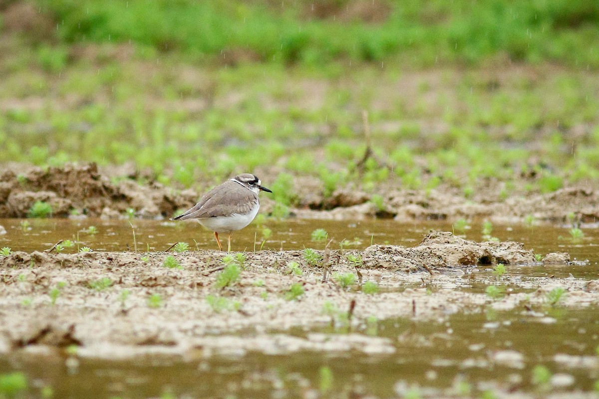 Long-billed Plover - u7 Liao