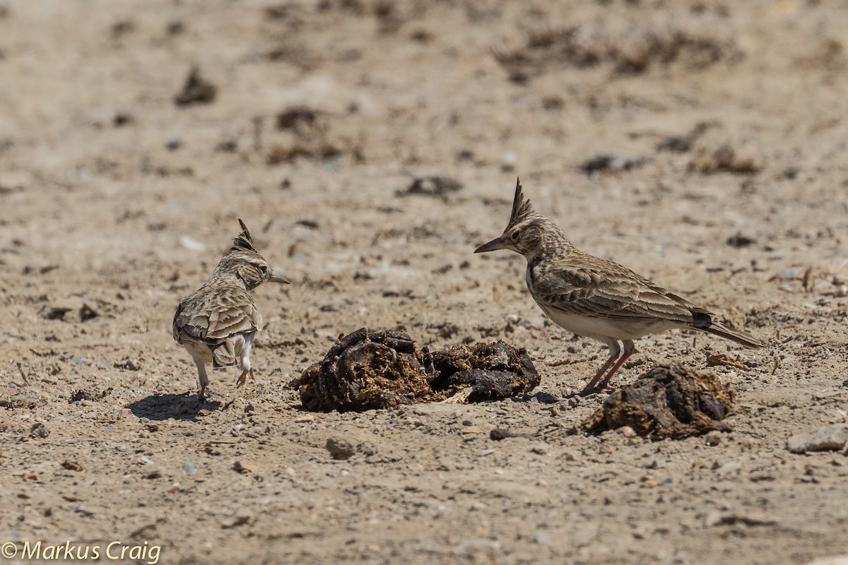 Crested Lark - Markus Craig