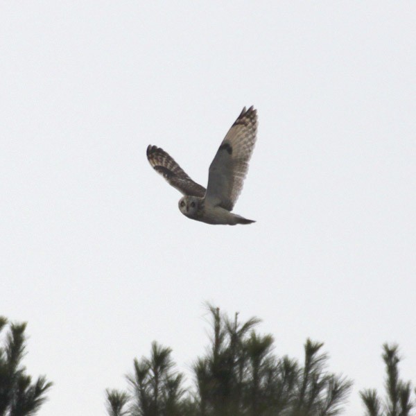 Short-eared Owl - ML42523391