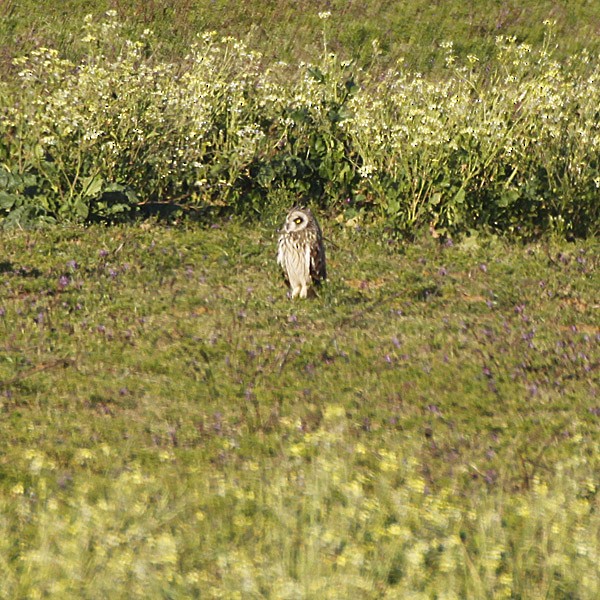 Short-eared Owl - ML42523411